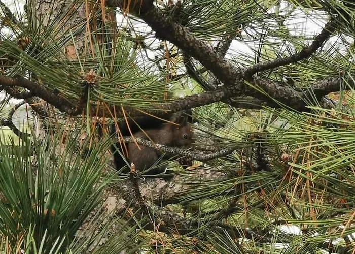 Papillon 1 Lejlighed *